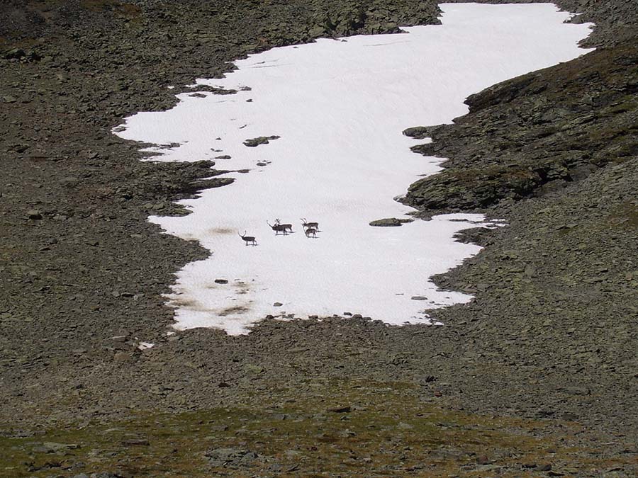 Renar på snölega, Tarradalen