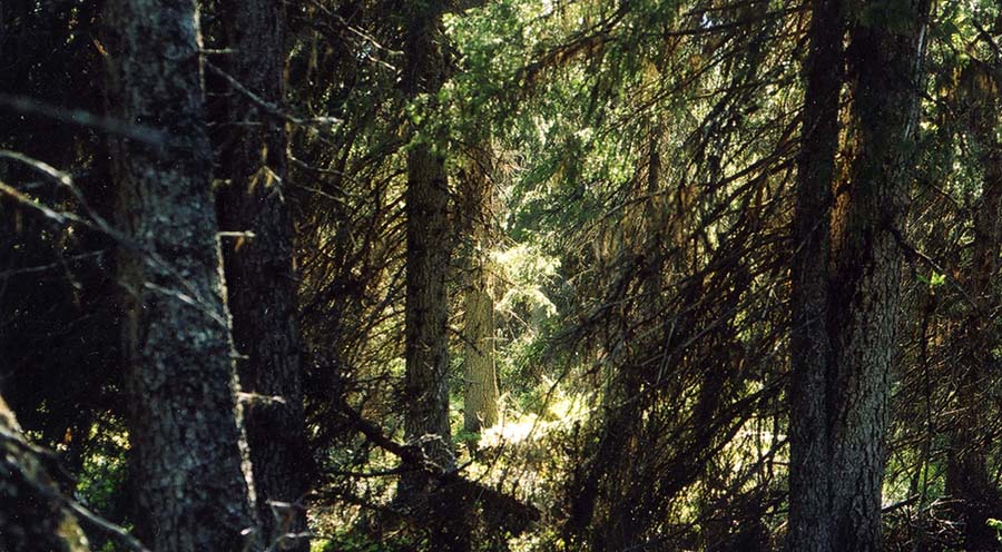 Kvikkjokks skog